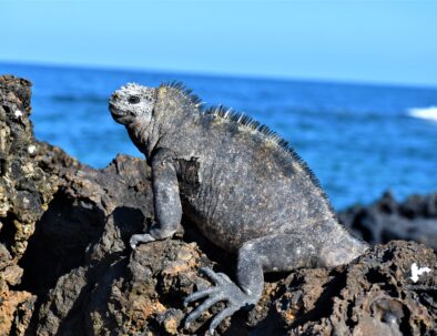 Iguana marina de Galápagos.