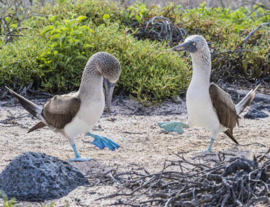 Danza de piqueros de patas azules.