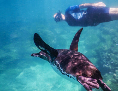 snorkeling-punta-espinoza-fernandina-island-galapagos-islands