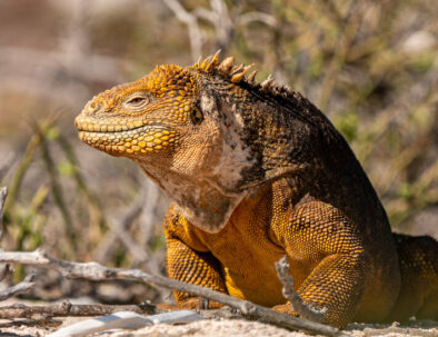 Iguana terrestre de Galápagos.