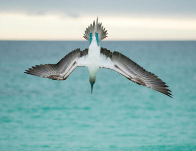 Blue-footed booby (Sula nebouxii) plunge-diving at high speed, San Cristobal Island, Galapagos, Ecuador.