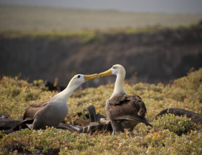 Alabatros mating dance, Galapagos Islands, Ecuador