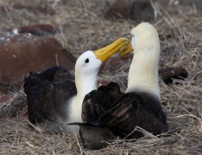 galapagos-waved-albatross