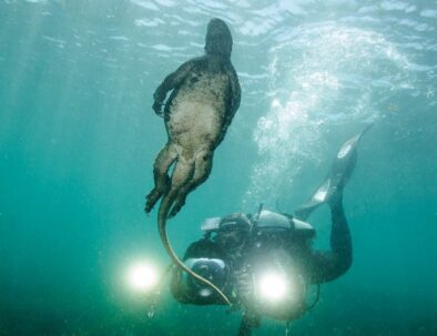 scuba-diving-galapagos-marine-iguana-1200x675