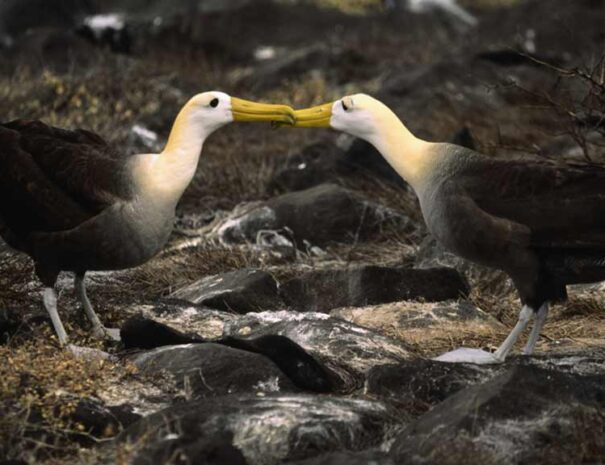 two-waved-albatross-in-the-archipelago