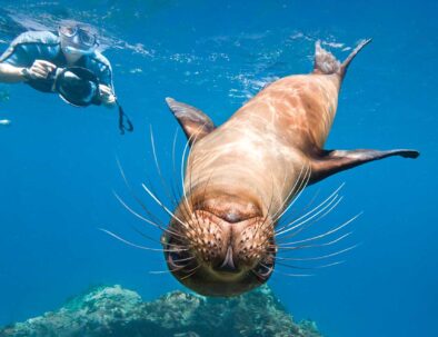 Galapagos sea lions (Zalophus wollebaeki) underwater with snorkelers on Champion Island in the Galapagos Island Archipelago, Ecuador.